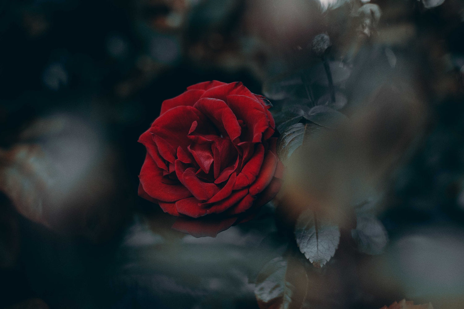 Dark Rose
