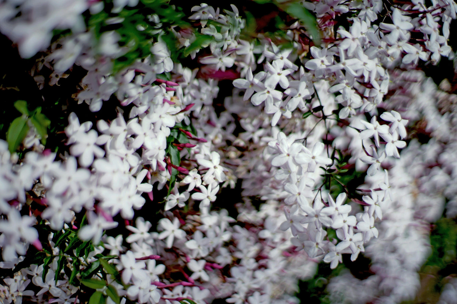 White Jasmine