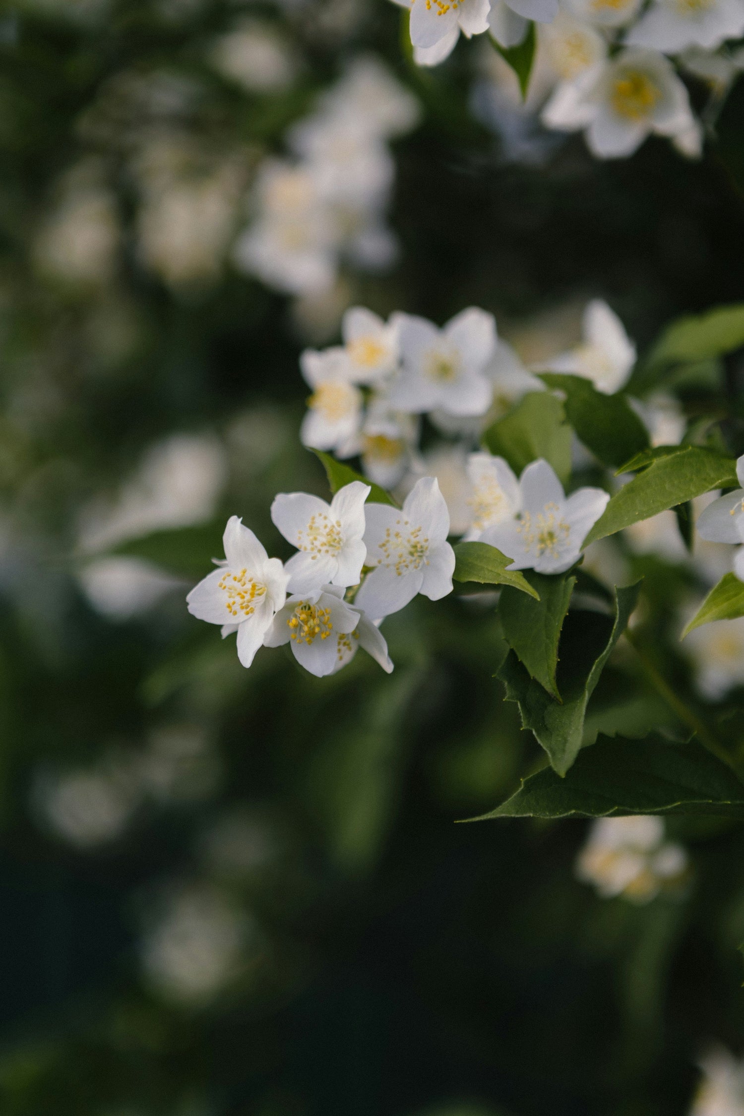 Night Blooming Jasmine